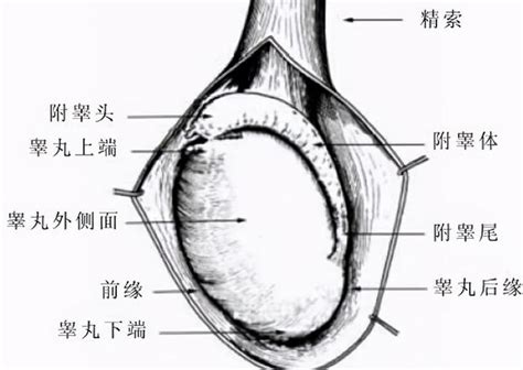 男人的下體|隱秘部位